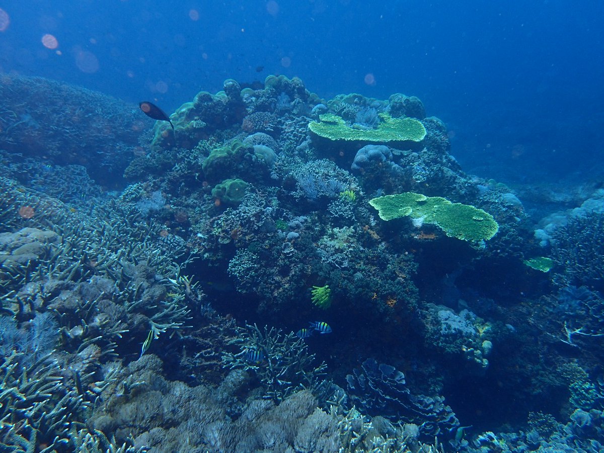 EnaKetut's tweet photo. Welcome to dive us in Balu https://t.co/6W1NxljUw3 #scubadiving #scuba #adventures #snorkeling https://t.co/RiH7WQDCbw