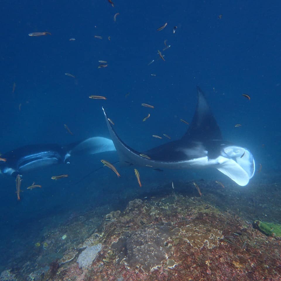 EnaKetut's tweet photo. Welcome to dive us in Balu https://t.co/6W1NxljUw3 #scubadiving #scuba #adventures #snorkeling https://t.co/RiH7WQDCbw