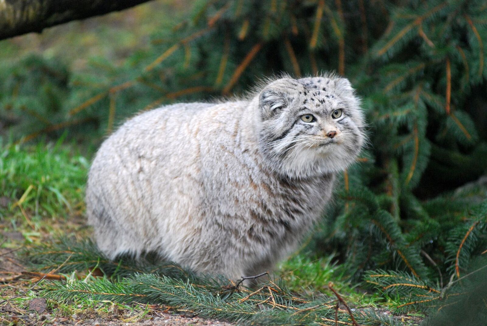 Манул