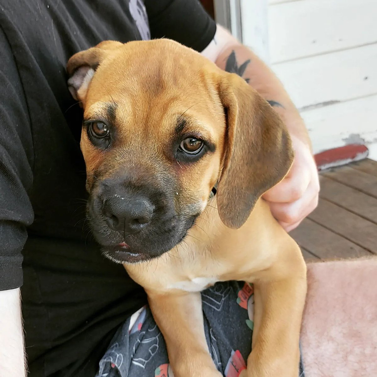 new dog. thought i'd let you know