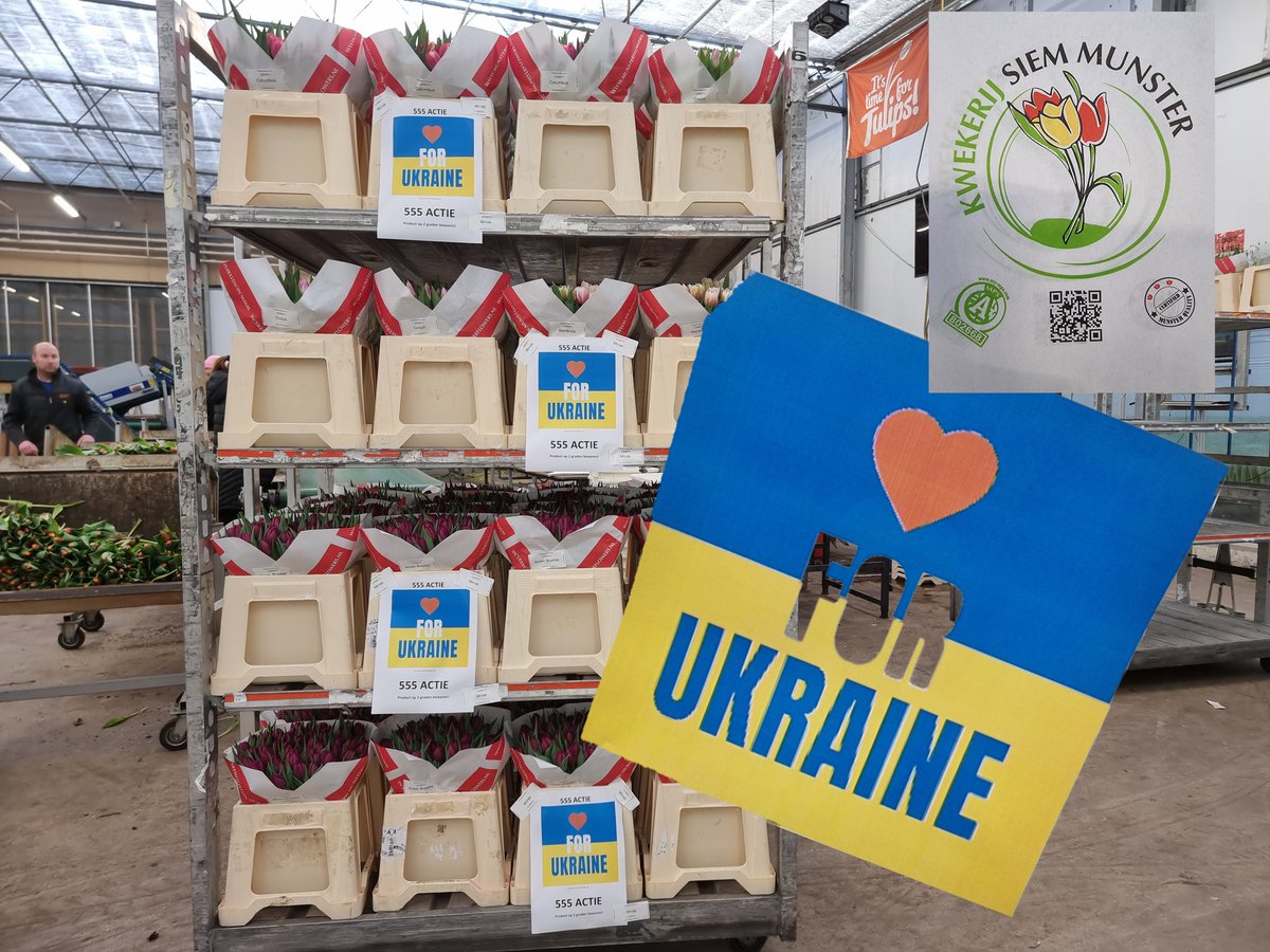 Wij doen mee aan de 555 actie van <a href="/FloraHolland/">Royal FloraHolland</a> #Aalsmeer maandag 7.10 om de mensen in #Ukraine️ te steunen. Koop jij onze #tulpen en help de mensen in #Ukraine️?
Munsterflowers.nl