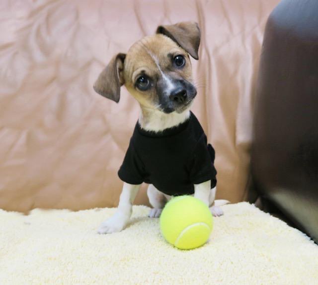ADORABLE PUPPY ALERT! 
Meet Russet (reddish male) and Sweet Potato (white tan female).  These little spuds are about 12 weeks old and are chi mixes.  Both are sweet and love to be held.  Born in a foster home and well cared for.  Now they are ready to go into their forever homes.