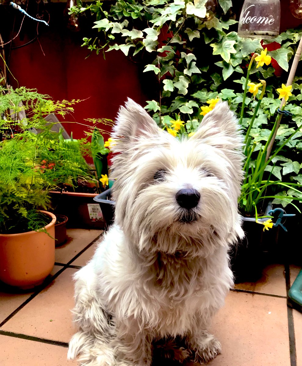anillacalamar's tweet photo. Waiting for the Rugby 🏉 hoping Ireland wins 🍀☘️#sixnations #Rugby @worldofwestie https://t.co/bY1CJQQFQh