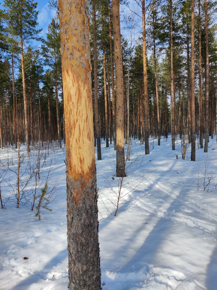 Hirvet oli ruokailleet vähän järeämmässä metsässä. 

Yleensä tuhot taimikoissa tai nuorissa metsissä.

#metsä #riista #hirvituho