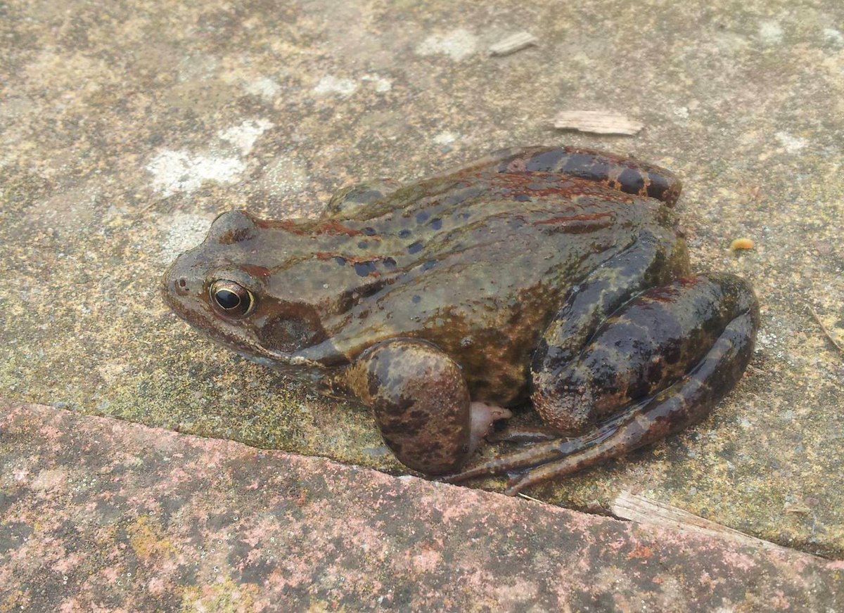 paganpirate's tweet photo. #allotment #frog #nature #biologicalpestcontrol https://t.co/uZPs4JS6FH