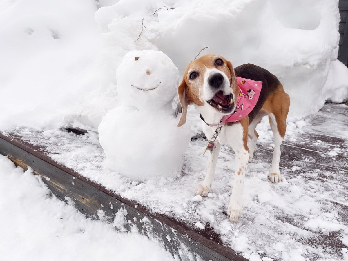Beagle Facts tweet media