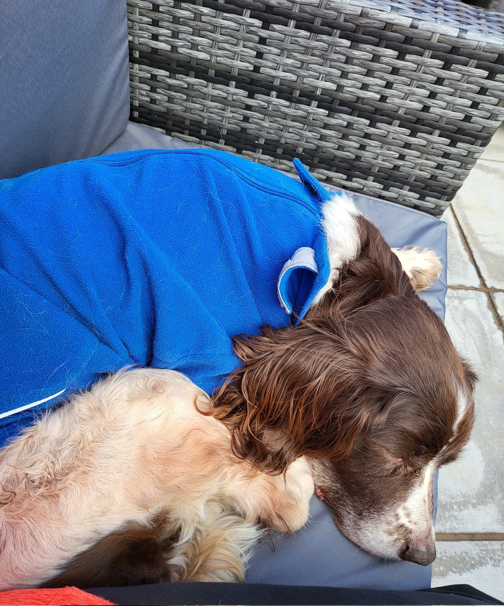 SpringerSaint's tweet image. And Briar clearly approves of the outside magic settee ❤ #MyShadow