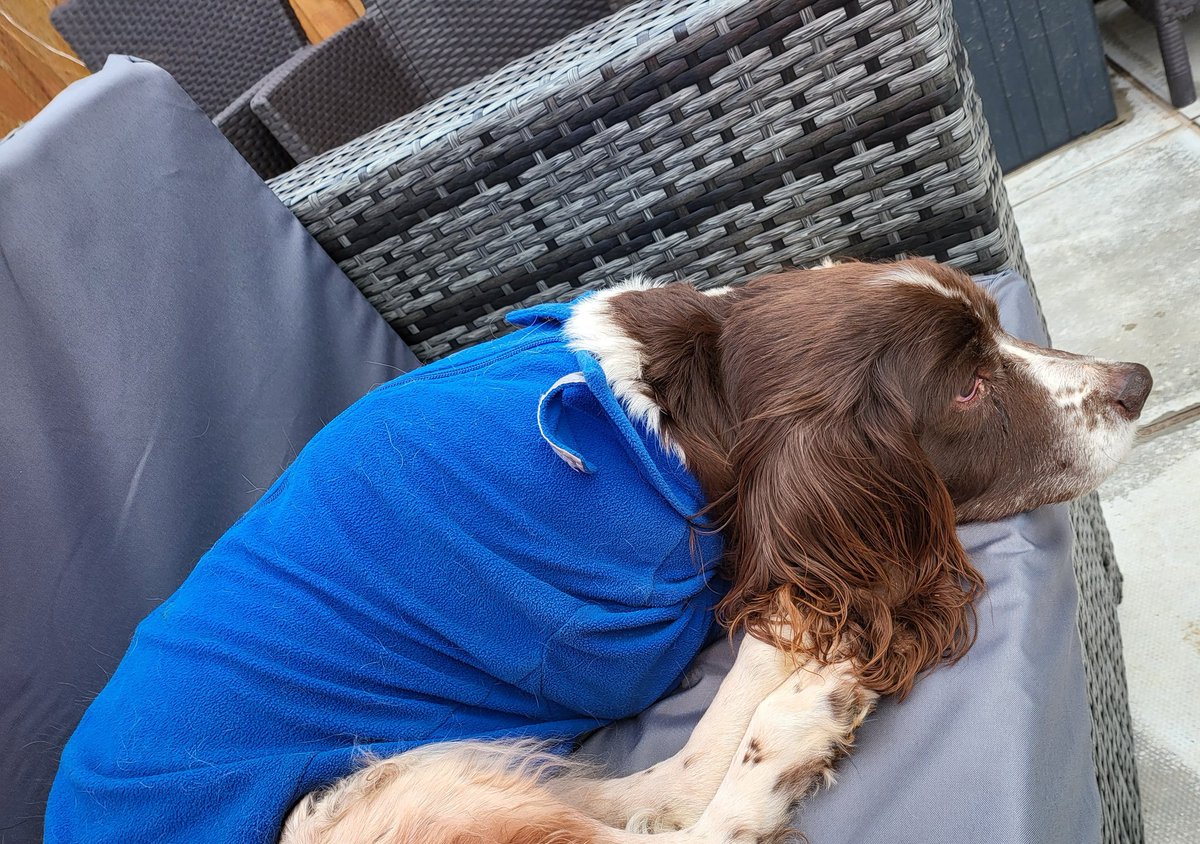SpringerSaint's tweet image. And Briar clearly approves of the outside magic settee ❤ #MyShadow