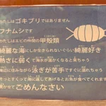ゴキブリではないよ、驚かせてごめんなさい。フナムシの言葉が切なすぎる。