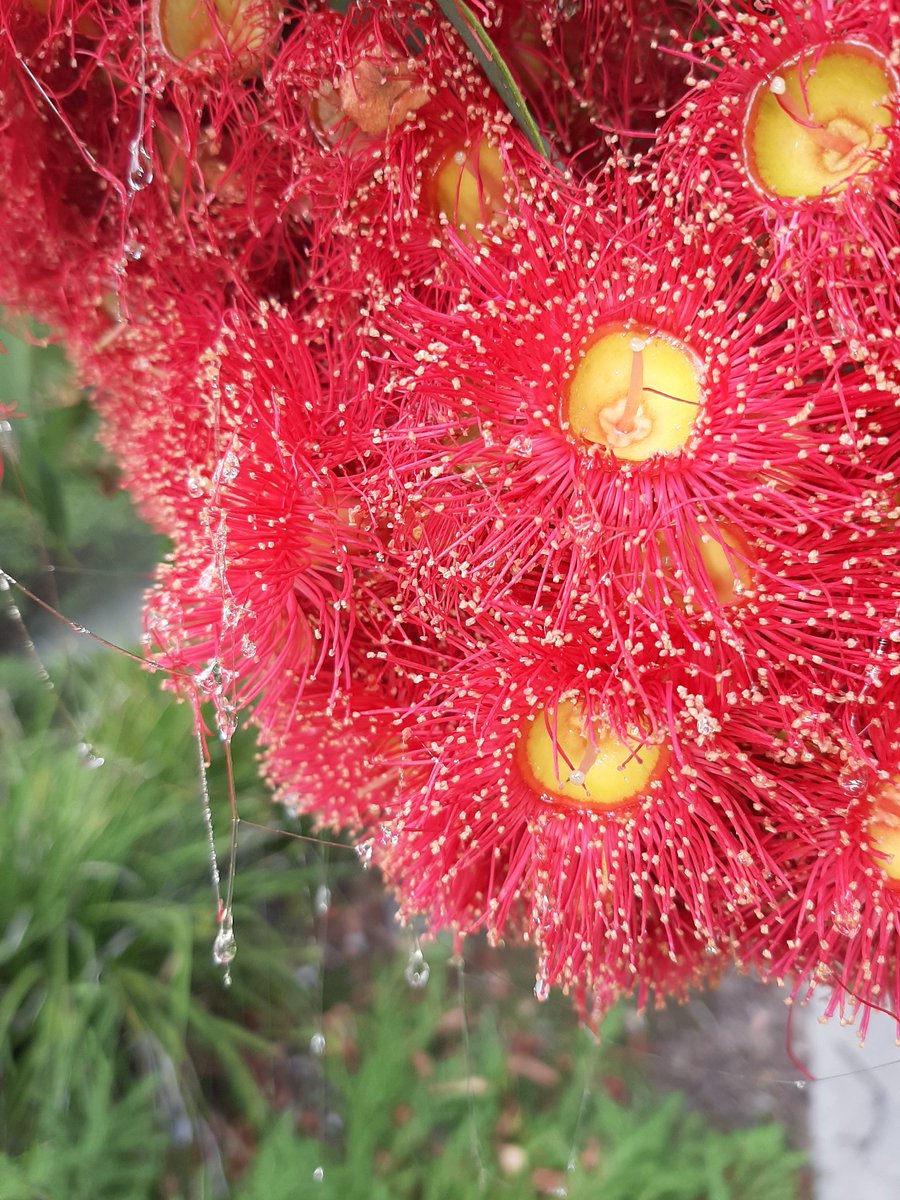 Red flowering gum dripping nectar #EucalyptoftheYear