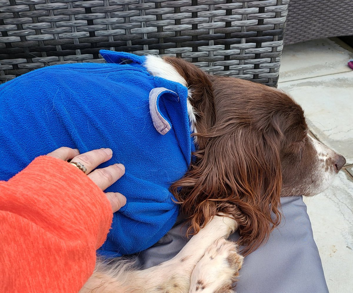 SpringerSaint's tweet image. And Briar clearly approves of the outside magic settee ❤ #MyShadow
