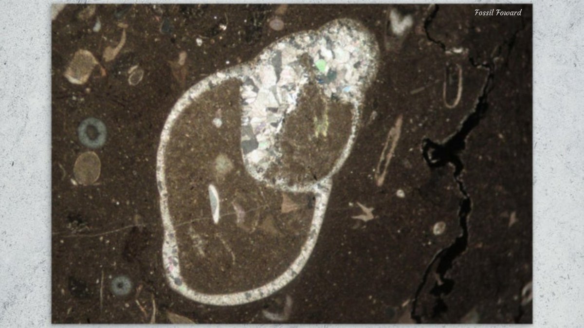 FossilForward's tweet image. 🐚 Happy #StationarySaturday! Enjoy a lovely postcard of a gastropod in thin section!

etsy.com/listing/117835…

#SnailSaturday #PaleoArt #PostcardLover