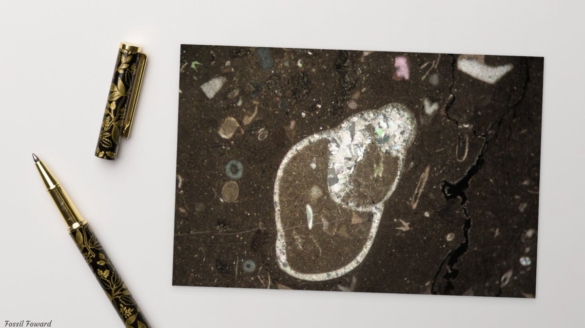 FossilForward's tweet image. 🐚 Happy #StationarySaturday! Enjoy a lovely postcard of a gastropod in thin section!

etsy.com/listing/117835…

#SnailSaturday #PaleoArt #PostcardLover