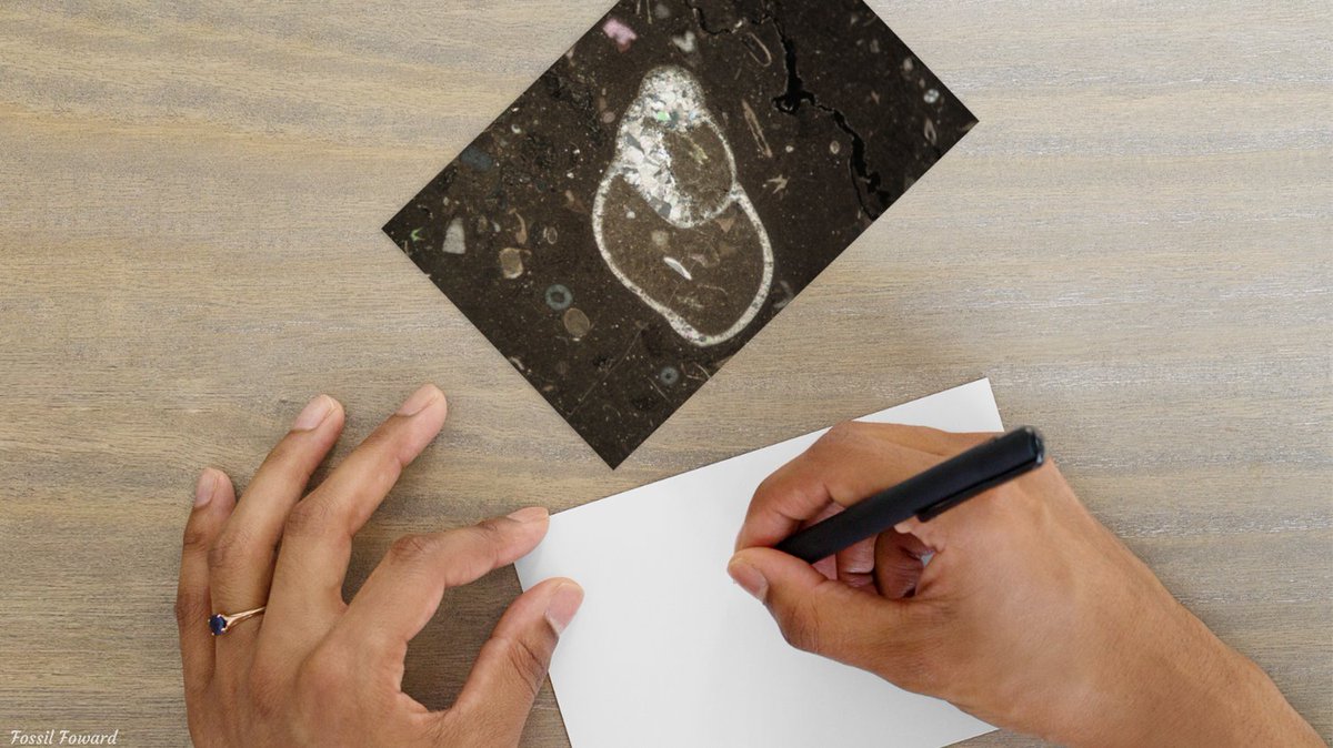 FossilForward's tweet image. 🐚 Happy #StationarySaturday! Enjoy a lovely postcard of a gastropod in thin section!

etsy.com/listing/117835…

#SnailSaturday #PaleoArt #PostcardLover