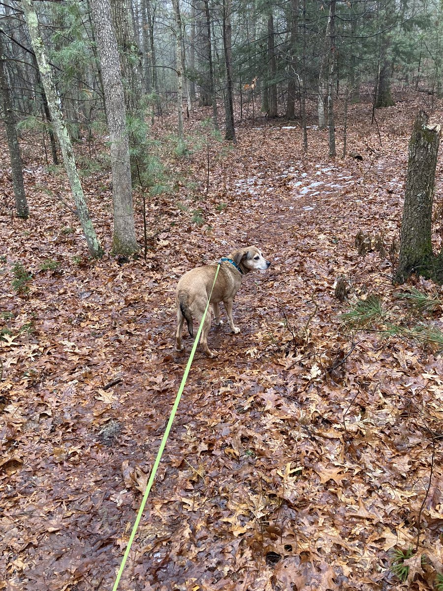 SheaLola1's tweet photo. A wet walk in the woods this morning…ice & snow coming this afternoon 😫
#ImDoneWithWinter
#IWantSpring
#Simsbury https://t.co/4sW5J3ZPIQ