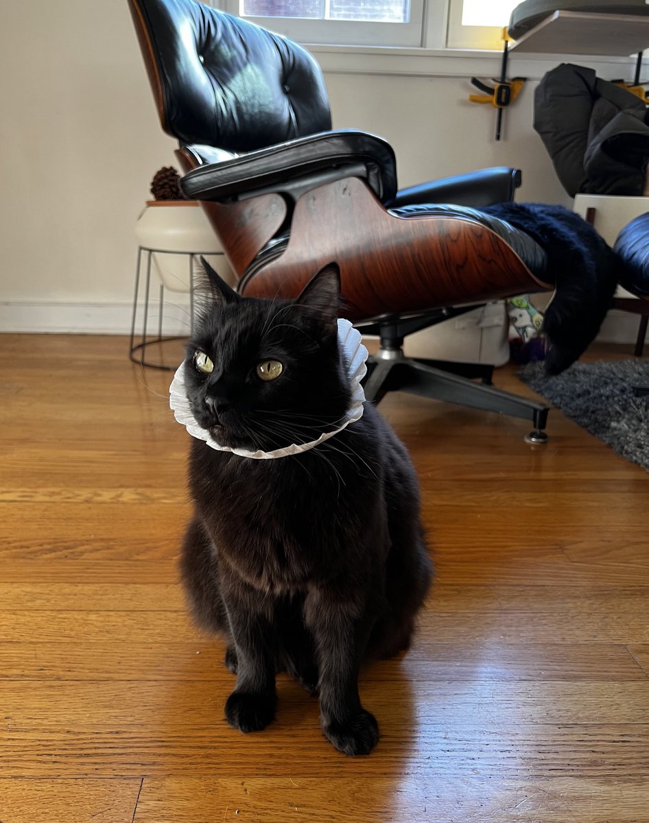 nate_matos's tweet photo. I came downstairs this morning to find my girlfriend had put a coffee filter on the cat and he now looks like 17th century European royalty https://t.co/jaOkpkNuaD