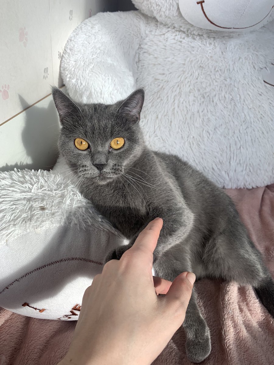 Grey Panther🐈‍⬛
