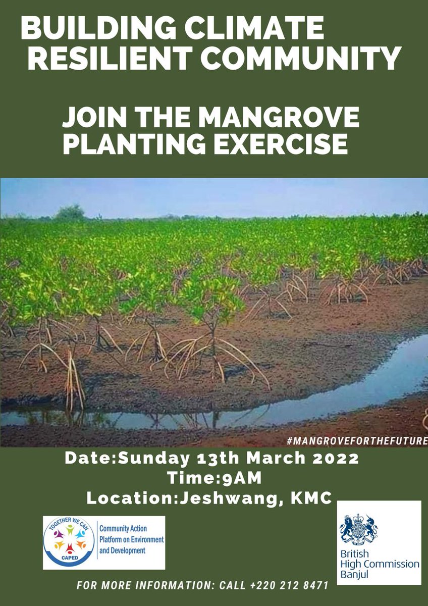 caped_gambia's tweet photo. We are still opening doors for more volunteers and more mangrove planting,  check on tomorrow on another mangrove planting exercise at Jeshwang funded by @UKinGambia 
Let's turn the whole nation green !

#OurEnvironmentOurResponsibility #SundayExercise #SaveTheNature https://t.co/Vd0YvUZn8v