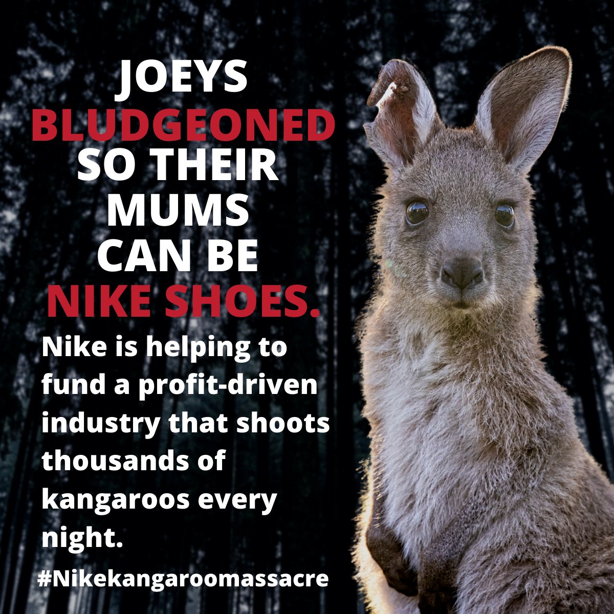 @michelleapeluso Happening on your watch! @Nike supports the largest land-based wildlife slaughter in the world! #nike conviently doesn't classify kangaroo skin as 'exotic'. @AnimalsAus @animaljusticeAU @AJPNSW @kindnessprojorg @MoveTheWorldAU 
#KangaroosAreNotShoes @billieeilish