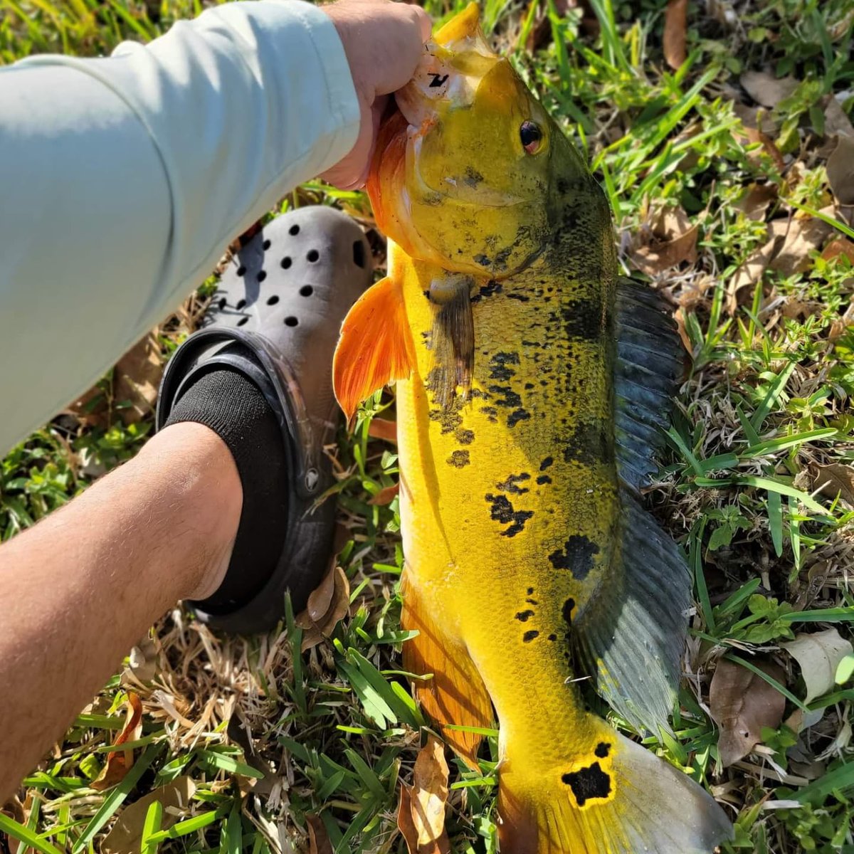 NicholasBeltr17's tweet photo. After work I made a pit stop at a local canal and caught this guy ππ
#anglrbullseye #anglr #peacockbass #peacockfishing #southfloridafishing #aftcofreshwater #bankfishing https://t.co/lFmfZiVj6A