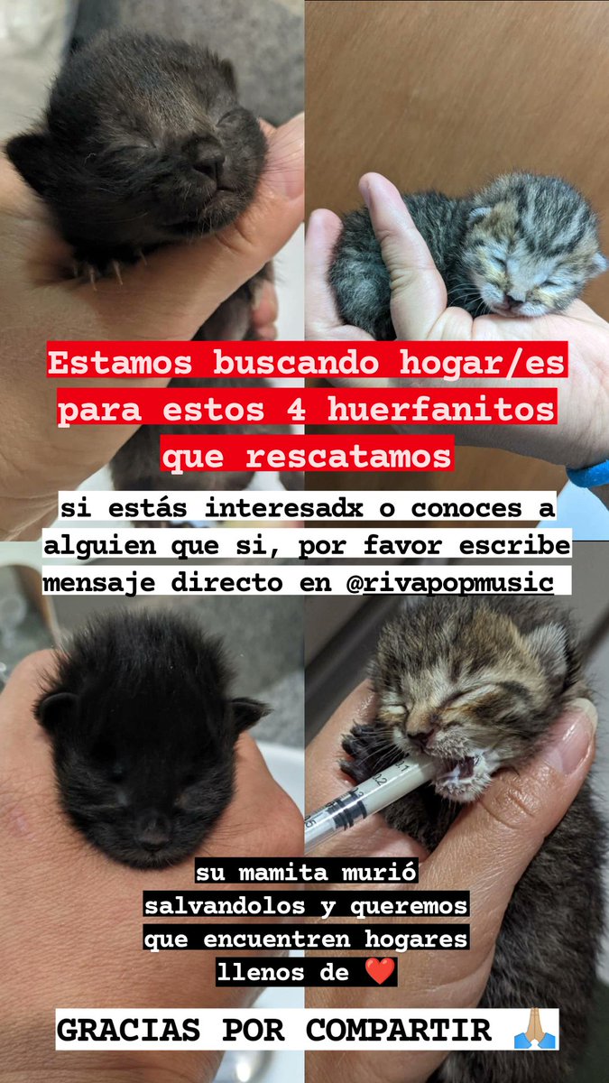 RivaPopMusic's tweet photo. Amigos, acudo a su solidaridad y buenos corazones, ayúdenos a encontrarles hogar a estos bebes, nosotros los estamos cuidando temporalmente pero no podemos quedarnos con ellos ❤️ https://t.co/FNwQ2CnUIm