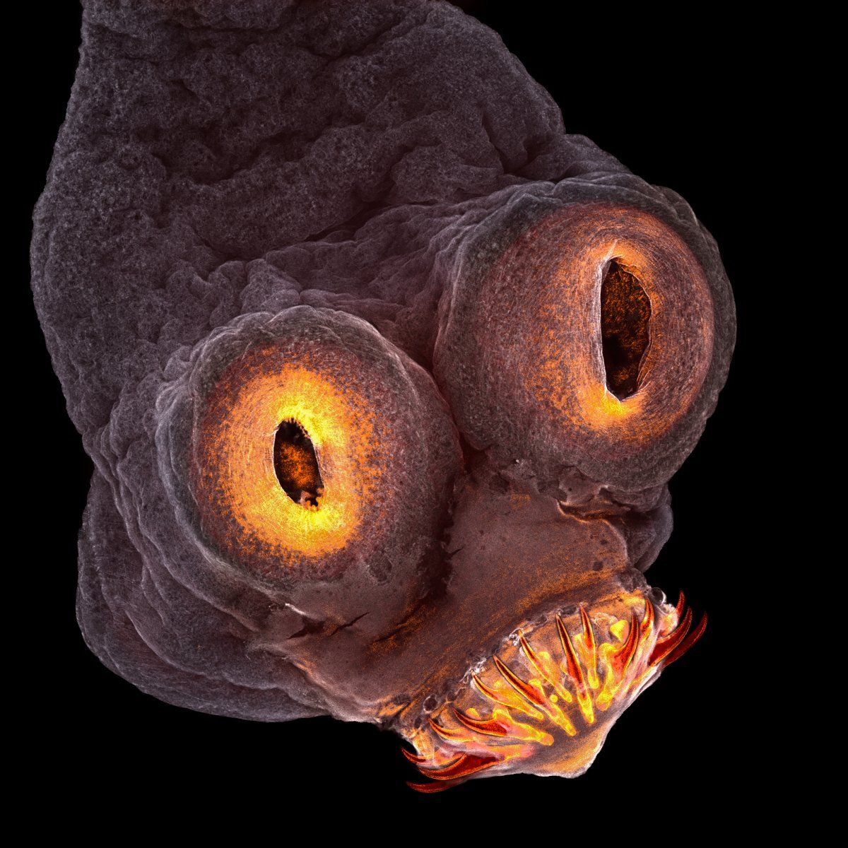 Microscopic view of a tapeworm head.

(Photo Eye of Science)