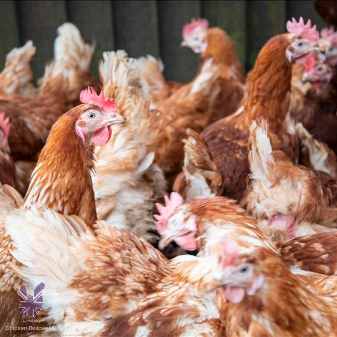 277 free-range chickens were removed in our first official rescue today. Now they will find loving new retirement homes as human companions. Reserve your own hens on our website: bit.ly/3MKqbaB
#chickenrescueuk #chickenrescue #rehomingchickens #rescuechickens