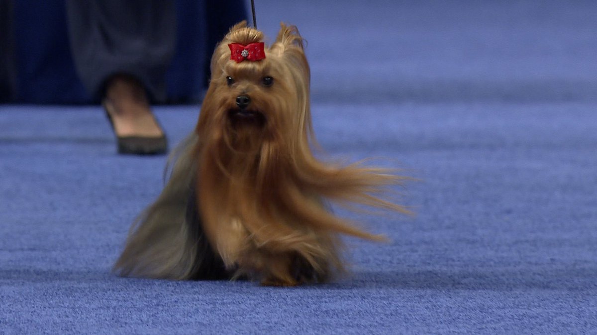 AKLegAsDogs's tweet photo. Lora Reinbold, Eagle River (R)
Yorkshire Terrier https://t.co/SQG81y6Yx8