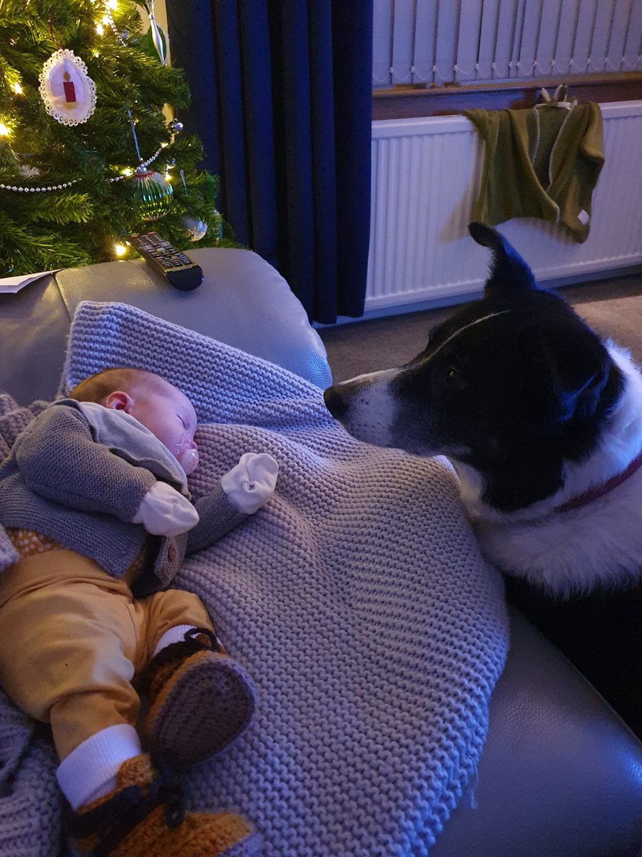 RhonaBoat92's tweet photo. @Crufts #Crufts #channel4
Luna on guard dog duty of Penny https://t.co/10jH94v5N7