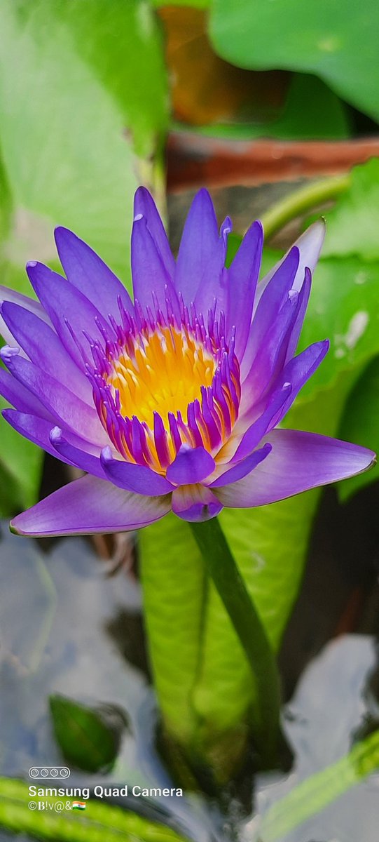 BivasMaiti3's tweet photo. @BivasMaiti https://t.co/8VCGvjec9o