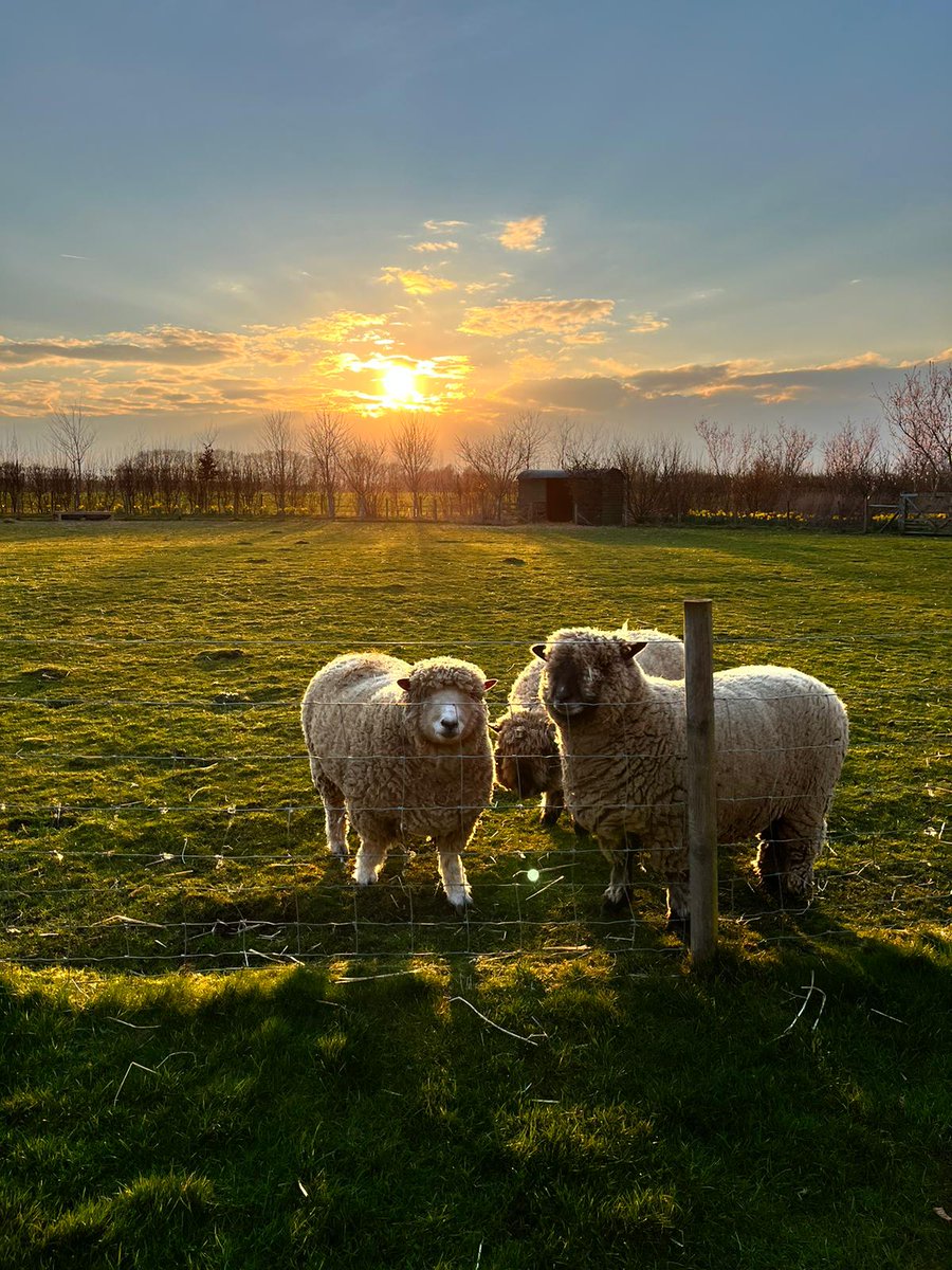 Our sheep are loving the gorgeous sunset! 
#farmwedding #farmanimals #ourfarm #workingfarm #sunset #weddingvenue