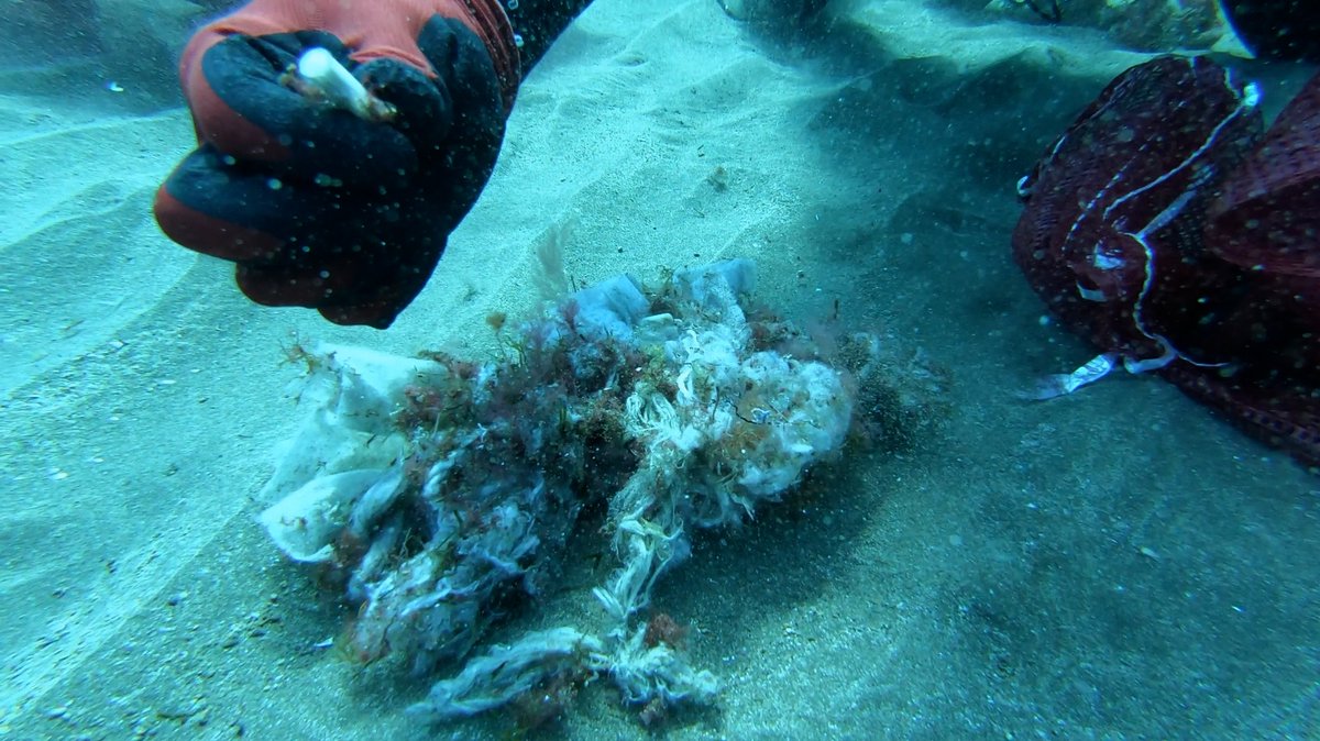 Proyectos Medioambientales Marinos tweet media