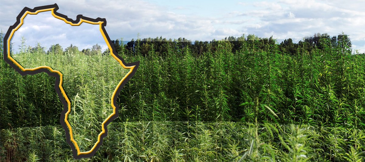 KalibuFarms's tweet photo. Did you hear that Malawai has awarded 86 certificates to 35 groups,that met all requirements to be given the licenses according to the  Cannabis Regulatory Act of 2020! more information available here https://t.co/ioiN9xjkj8 https://t.co/Y8nEPQtN9E