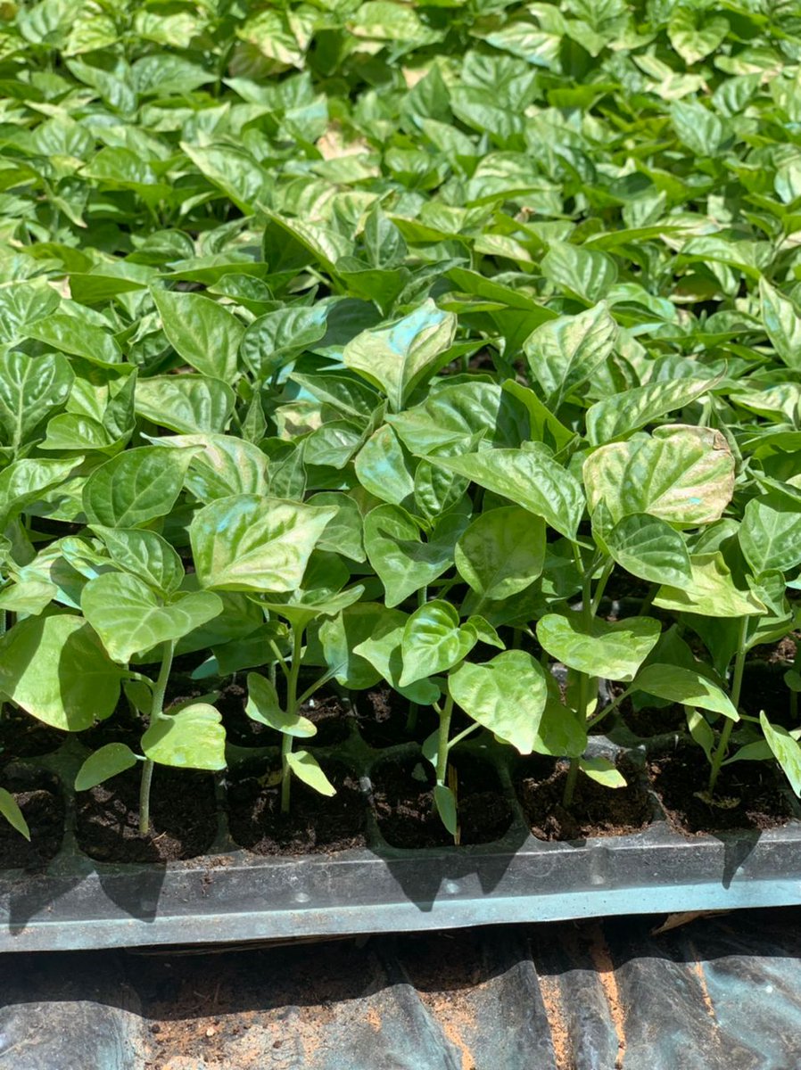 Baykatt_'s tweet photo. Nos pépinières de piment et de papayes sont prêtes et n'attendent que vous. 
@SalifBA19 @abdourami @falpap 
Contact: 763650044, +221 77 758 13 66 !!! https://t.co/q9HwSGqZQQ