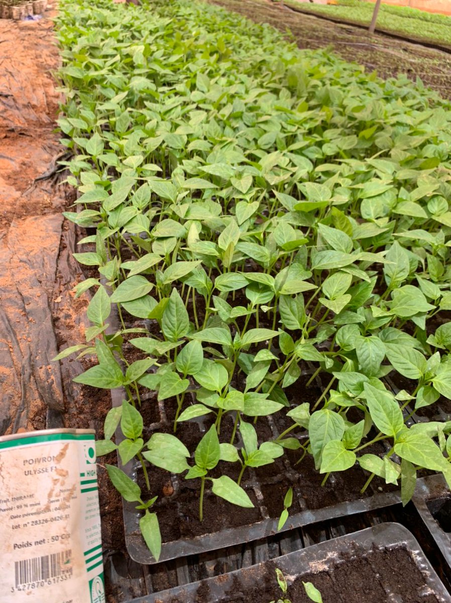 Baykatt_'s tweet photo. Nos pépinières de piment et de papayes sont prêtes et n'attendent que vous. 
@SalifBA19 @abdourami @falpap 
Contact: 763650044, +221 77 758 13 66 !!! https://t.co/q9HwSGqZQQ