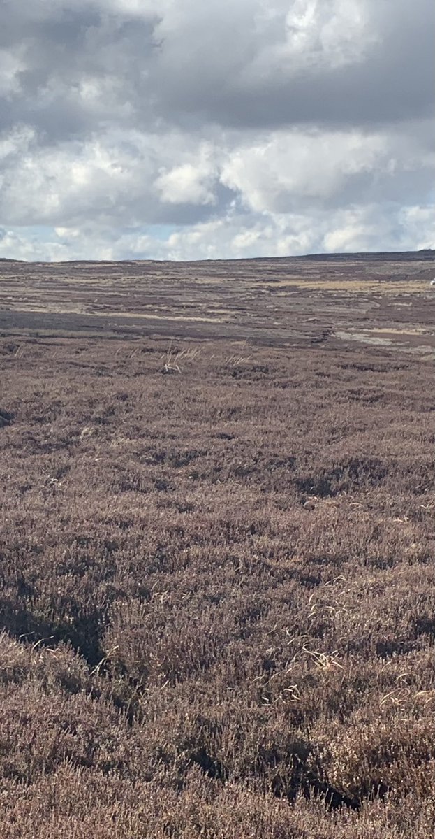 wrainamere's tweet photo. Fantastic day in N. Yorkshire today on the grouse moors. Our first experience on grouse 🙌 Awesome to see ⁦@davina_rowe⁩ ‘s Český Fousek in action today too. 🐾 #SlovakianRoughHairedPointer #HuntPointRetrieve #Gundog #CeskyFousek https://t.co/fq9VHyKjL5