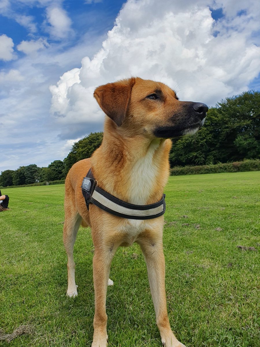 chef_luke1's tweet photo. #Crufts @Crufts our mixed breed rescue from Macedonia. 2 years old and a massive prat who loves to strike a pose https://t.co/DH3eDbqKWw
