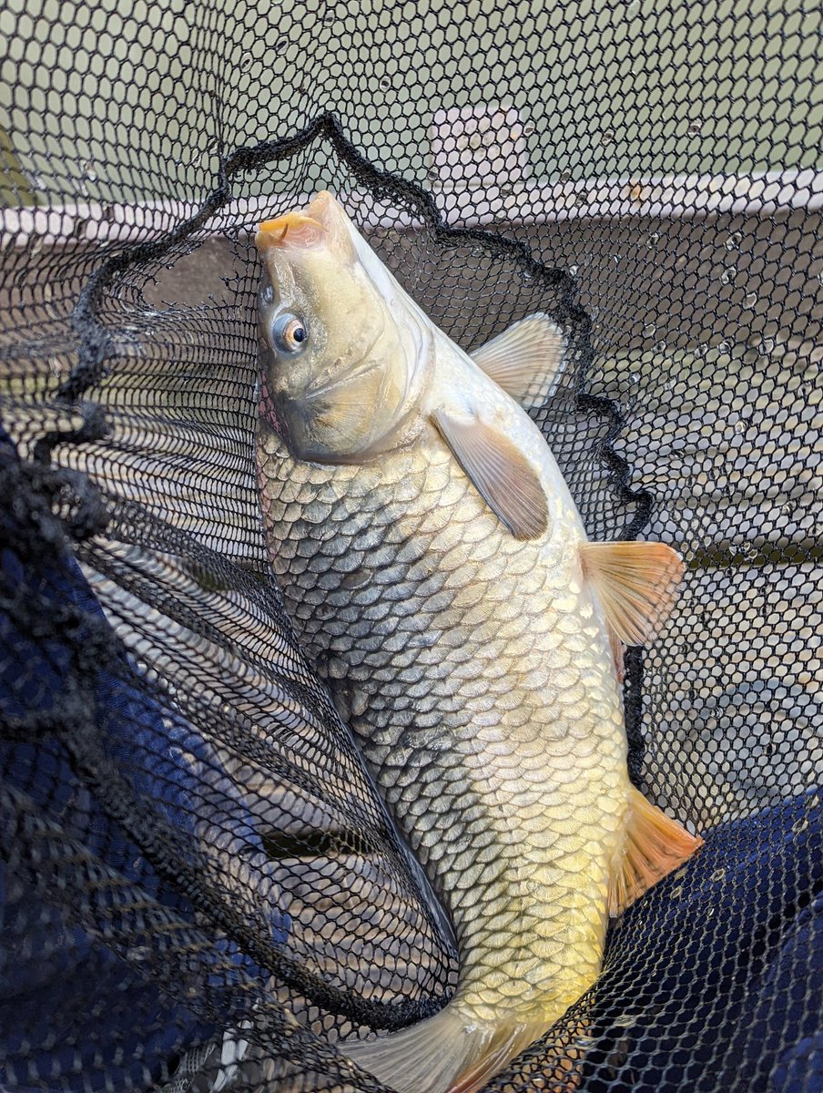 Titch_World's tweet photo. Another babi for the photo album
#HereFishFishFishy #carp https://t.co/3VTaV1o6Uc