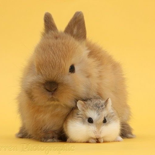 things that could be minsung tweet media