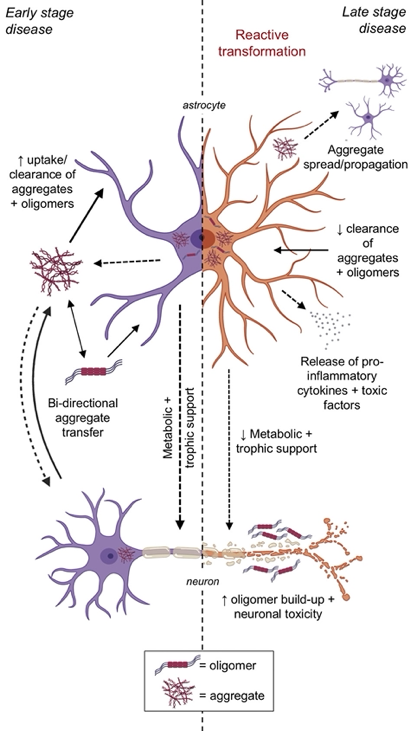 PataniLab (@patanilab) on Twitter photo Our latest review just out in <a href="/Brain1878/">Brain</a>: 'The role of astrocytes in prion-like mechanisms of neurodegeneration'. Great effort by <a href="/PhillipSmethurs/">Phillip Smethurst</a> <a href="/neuroblonde/">Dr Hannah Franklin</a> <a href="/Ben_ClarkeUK/">Ben Clarke</a> and a great collaboration with Dr Katie Sidle. <a href="/PataniLab/">PataniLab</a> <a href="/TheCrick/">The Crick</a> <a href="/UCLIoN/">UCL Queen Square Institute of Neurology</a> <a href="/mndresearch/">MND Research</a> <a href="/mndassoc/">MND Association</a> #ALS Our latest review just out in <a href="/Brain1878/">Brain</a>: 'The role of astrocytes in prion-like mechanisms of neurodegeneration'. Great effort by <a href="/PhillipSmethurs/">Phillip Smethurst</a> <a href="/neuroblonde/">Dr Hannah Franklin</a> <a href="/Ben_ClarkeUK/">Ben Clarke</a> and a great collaboration with Dr Katie Sidle. <a href="/PataniLab/">PataniLab</a> <a href="/TheCrick/">The Crick</a> <a href="/UCLIoN/">UCL Queen Square Institute of Neurology</a> <a href="/mndresearch/">MND Research</a> <a href="/mndassoc/">MND Association</a> #ALS