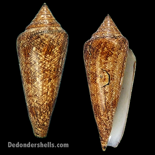 Biodiversity001's tweet photo. Together, let's be amazed at the beauty of the glorious "Glory of the Sea Cone" or the Conus gloriamaris. The shell can grow up to 16 cm long! They are commonly found in the Pacific and Indian Oceans. What a glory! #ConeShell #Gloriamaris #mollusk #gastropod https://t.co/9LUiS5PZ4t