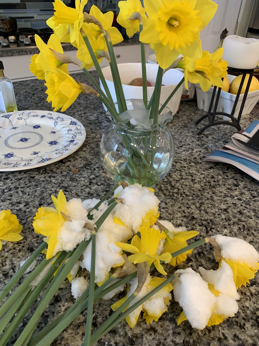 marciakimwong's tweet photo. Launching daffodil
protection program.
#DCspring https://t.co/nrr4vIxF7t