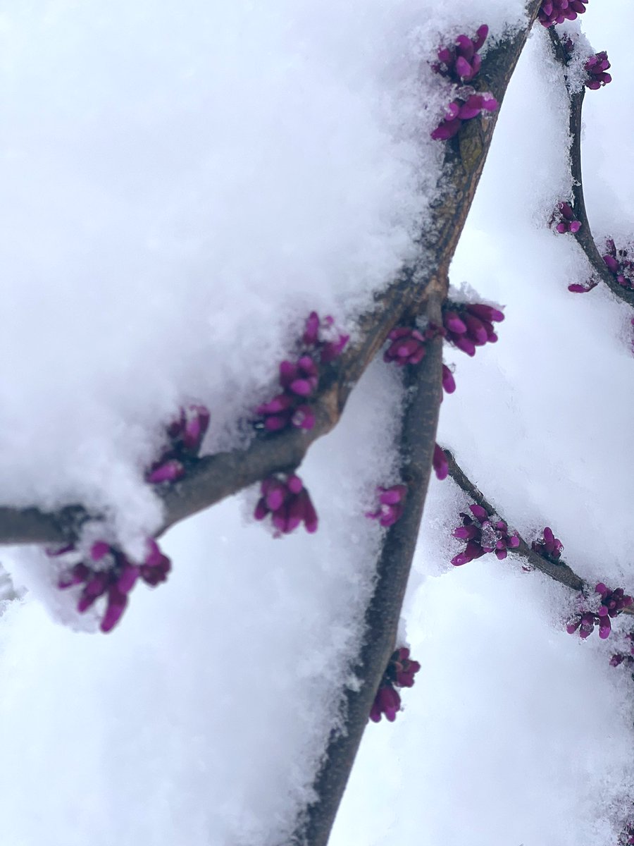 angelabaakko's tweet photo. Beautiful #snowfall to wake up to https://t.co/jSsTAUTWSK