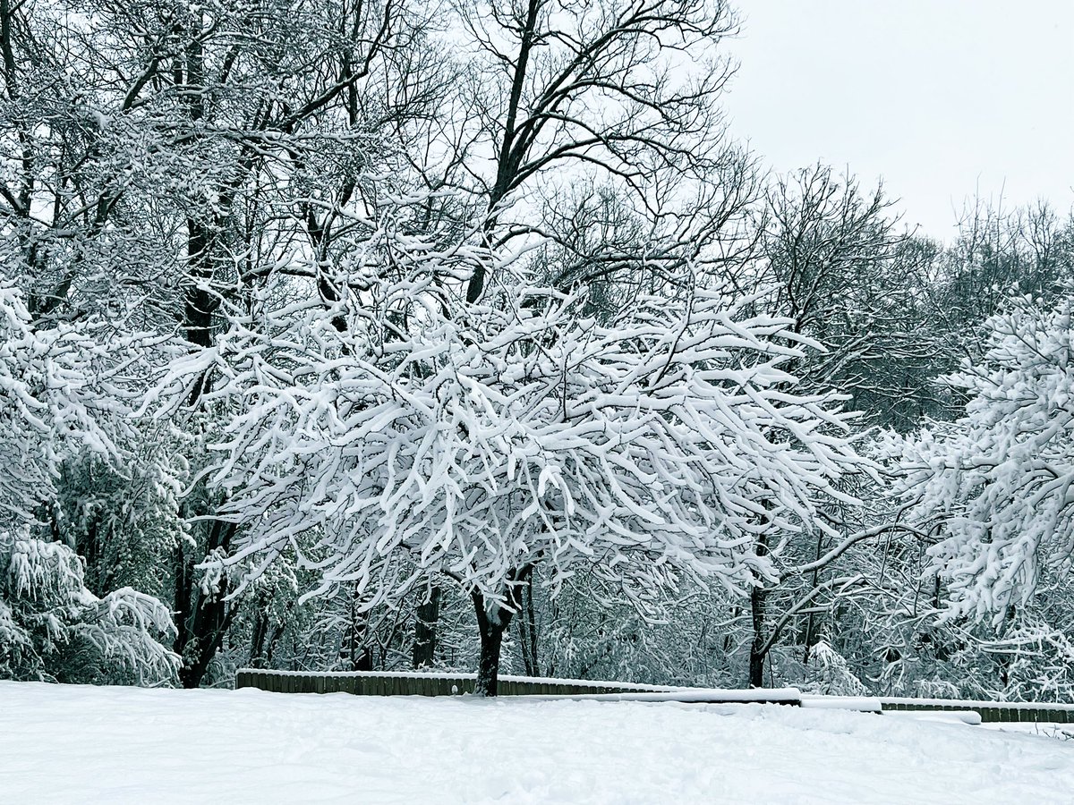 angelabaakko's tweet photo. Beautiful #snowfall to wake up to https://t.co/jSsTAUTWSK