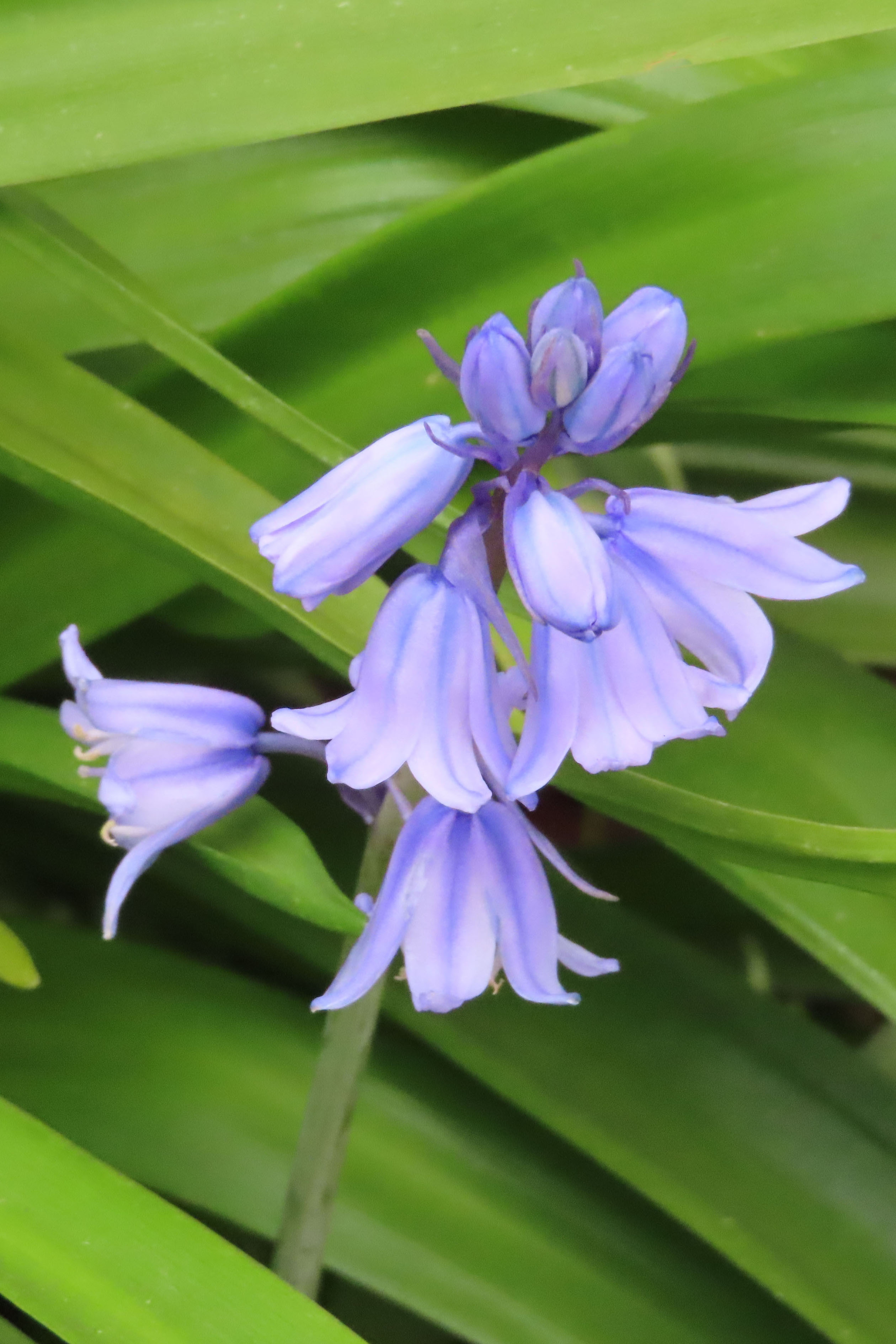 Rabbit Tail うさぎのしっぽ 3月13日の誕生花のひとつシラー ユリ科シラー ツルボ 属の球根多年草 花言葉 多感な心 寂しさ 哀しみ 変わらない愛 辛抱強い 我慢強さ 隠された価値 常に変わらない美 ユーラシア大陸 熱帯アフリカ 南アフリカに掛けての