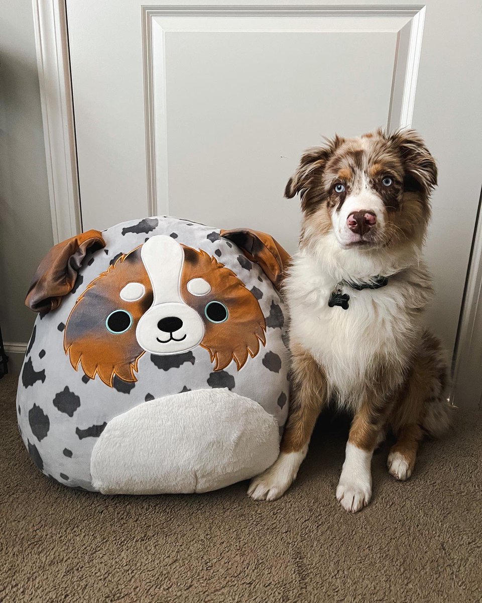 Hi #twitterdogcommunity !! It’s been a minute. Enjoy these pics of Grizz at 2, 3, and 4 months as I cry about how big he’s getting 🥲 #dogsoftwitter #twitterdogs #australianshepherd