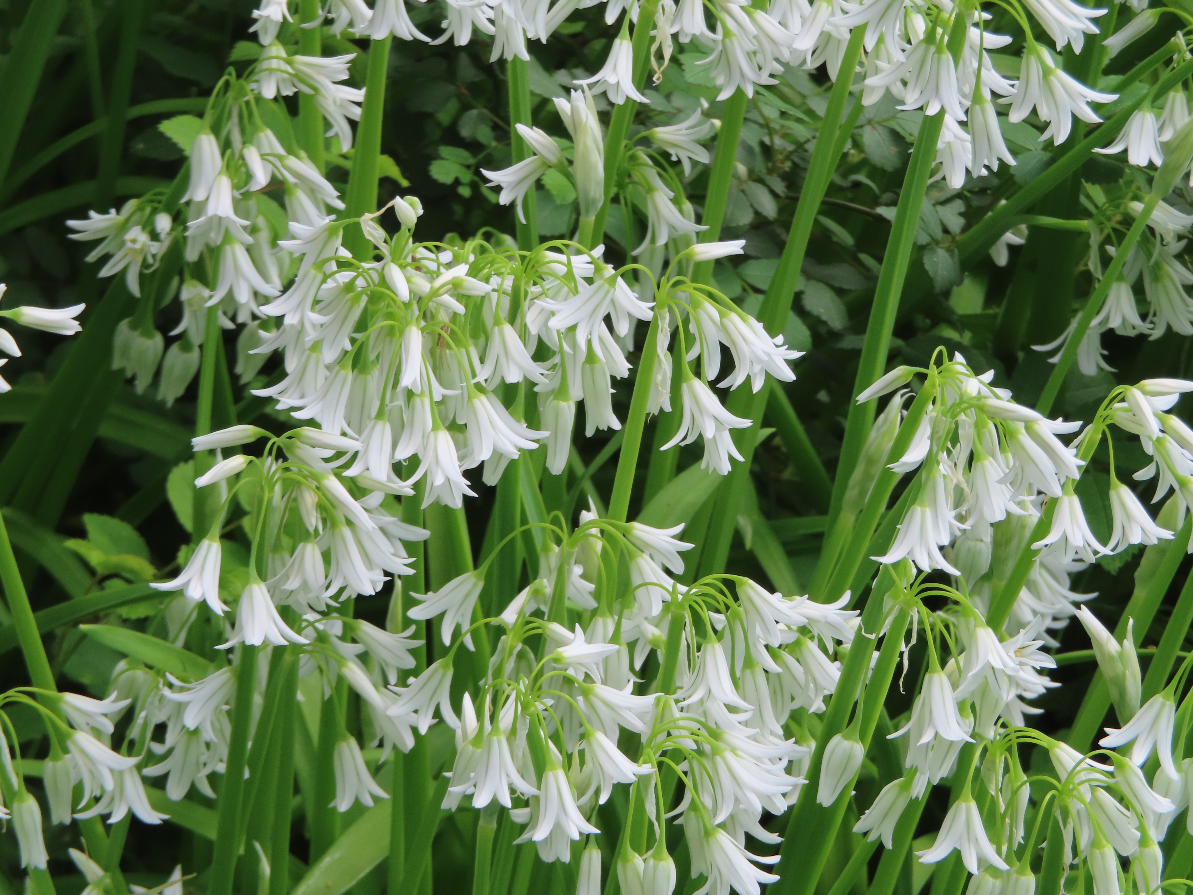 Rabbit Tail うさぎのしっぽ 3月13日の誕生花のひとつシラー ユリ科シラー ツルボ 属の球根多年草 花言葉 多感な心 寂しさ 哀しみ 変わらない愛 辛抱強い 我慢強さ 隠された価値 常に変わらない美 ユーラシア大陸 熱帯アフリカ 南アフリカに掛けての