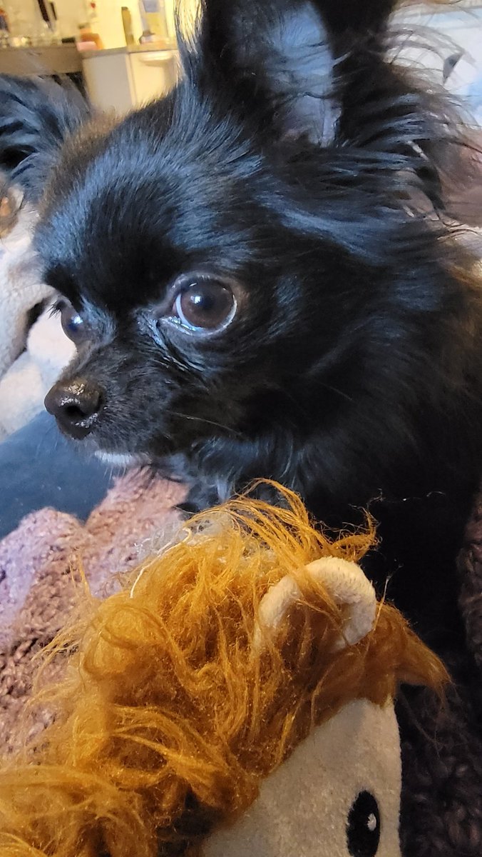 PrimmiePuppy's tweet photo. Time to play with my lion 🦁 https://t.co/kwPsXQOb1X