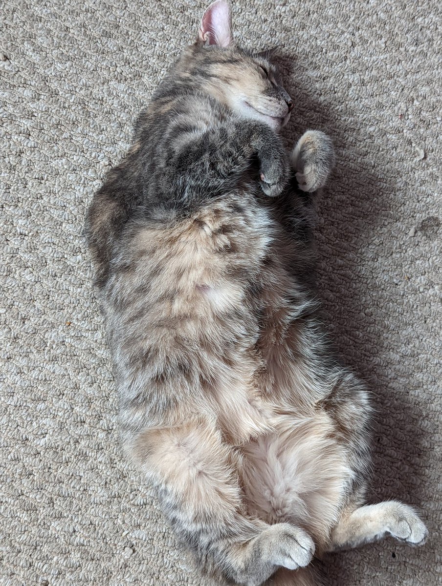 VicedRhino's tweet photo. Belly! https://t.co/pWE2vWjwhN