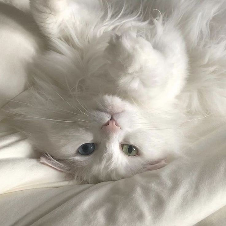 animalartt's tweet photo. Güzel gözlüm 😽 https://t.co/dV7BcNVH35
